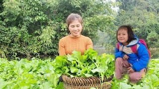 Harvest - 'vegetables' for sale.Sương thảo nguyên