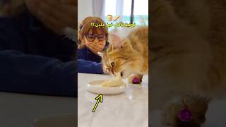 قطط اميره عائله ميرو 👆🏻🐈 #عائلة_ميرو #اميره_وعبدالرحمن #اكسبلور #funny #youtubeshorts #قطط #ضحك