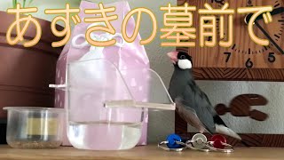 【文鳥・キンカチョウ】Java sparrow \