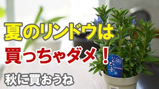 夏にリンドウを買うと枯れちゃう理由