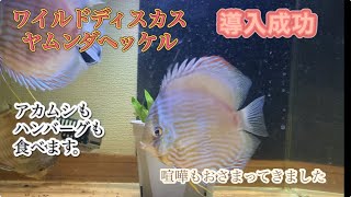 ヤムンダのヘッケルディスカス導入からハンバーグ食べるまでの様子　#アクアリウム  #ディスカス　#ペット  #aquarium  #熱帯魚  #癒し  ＃アルタムエンゼル　#エンゼルフィッシュ