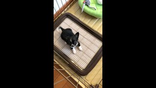 【極小チワワ】かわいく吠えるチワワの赤ちゃん【それいけ！うずらちゃん】＃shorts　Chihuahua puppy barking with a cute voice