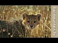 Cheetah with her cubs, protecting their kill.