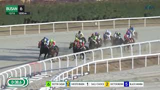 (Busan) 2024.12.15 R6 Class 1 (1200M) Handicap