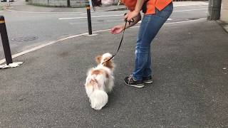 チワワの”こむぎくん”と散歩トレーニング！