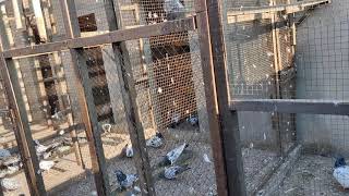 kabootron main par putai se pehle ki zaroori ehteyatain/ Necessary precautions for pigeons