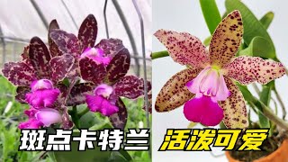 258 斑点花嘉德利亚兰卡特兰，活泼可爱，像跳动的音符，爱了吗？