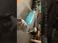 【多頭飼い猫の猫部屋】気ままな日常