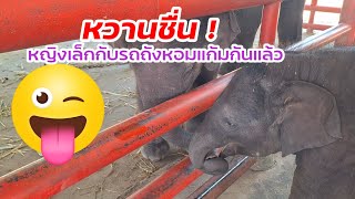 หวานชื่น หญิงเล็กกับรถถัง จีบกันแล้ว