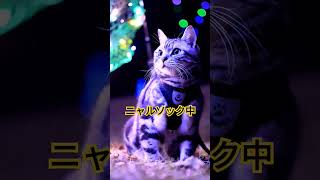 イルミネーションをニャルソック中#cat #ねこ #かわいい猫 #猫動画 #tom #アメリカンショートヘアー #猫