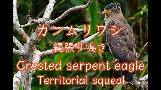 【鷲の鳴き声】カンムリワシ 縄張り鳴き 鳴き声 4K Crested serpent eagle Territory squeal Sound