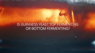 Guinness Brewing Insights - Yeast