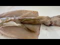 Virtual Squid Dissection- External & Internal Structure & Function