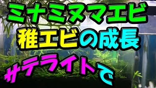 ミナミヌマエビの稚エビの成長です♡ (サテライトにて) (4)