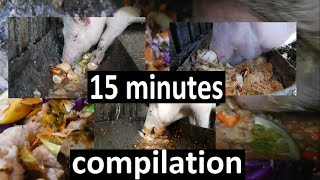 Sound on! 🔊 15 minutes satisfying compilation of pig is eating slop ASMR, Mukbang