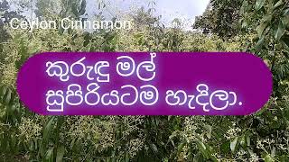 වැඩි අස්වැන්නක් ලබා දෙන සාර්ථක කුරුඳු මල් හැදෙන කාලය ඇවිල්ලා #ceyloncinnamon #cinnamon #ceylon