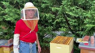 Camp Firefly Bees