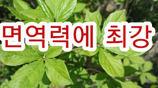 야생!!가시오가피 ^농장을본적있나요