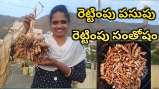 Organic Turmeric Harvest ఒక్క పసుపు కొమ్ము పెడితే ఇంత పసుపు వచ్చింది