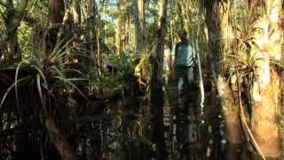 Big Cypress Gallery Swamp Walks