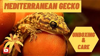 Mediterranean Gecko: Unboxing and Care (2020)