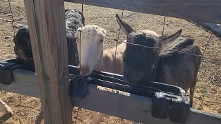 The girls are out in the sun