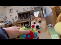 【音量注意】ゲップが凄い柴犬