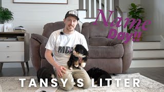 Tansy's Bernese Mountain Dog Puppies | Name Day!