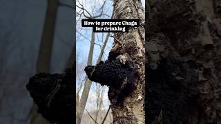 Brewing Chaga Mushroom Tea: Easy Step-by-Step Guide!