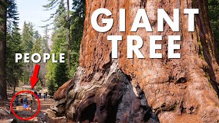 World's Largest Trees GIANT SEQUOIAS | 4K