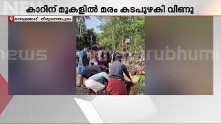 കാറിന് മുകളിലേക്ക് മരം കടപുഴകി വീണു; അപകടത്തിൽ കാർ പൂർണമായും തകർന്നു | Trivandrum | Car