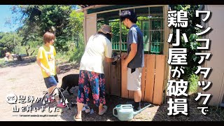 【鶏小屋】ワンコに破壊された鶏小屋の扉を修理（514話）