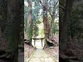 穆佐神社のクスノキ