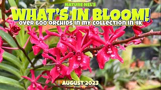 What’s in Bloom in August! Flowers in the greenhouse are bursting this summer. Greenhouse tour in 4K