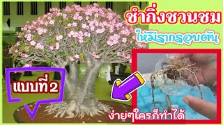 การชำกิ่งชวนชมง่ายๆให้มีรากสวยแบบบอนไซวิธี​ที่2​ Adenium​ propagation after​ cuttings​Technique​ Ep2