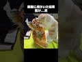 部屋に虎がいた結果...猫が... shorts