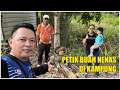 IKUT PAKCIK PERGI KUTIP BUAH NENAS DI KEBUN KELUARGA #ANAKRUMAHPANJAI #HOMESTAYU&I #UMABELUNLEODIAN