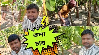 কলা বাগানে কলা চাষ | Banana Garden | Banana | Spoken English | Bangladesh 🇧🇩