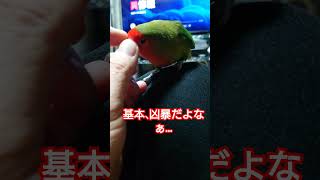 甘えてる時はなぁ…(；´∀｀) #コザクラインコ#lovebird#小桜#インコ#shorts