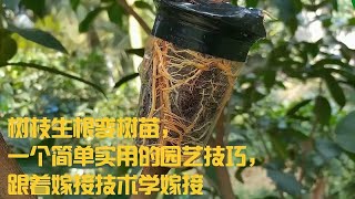 树枝生根变树苗，一个简单实用的园艺技巧，跟着嫁接技术学嫁接