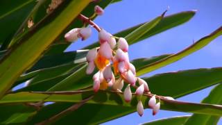 〖沖縄の月桃〗   Okinawa Alpinia zerumbet