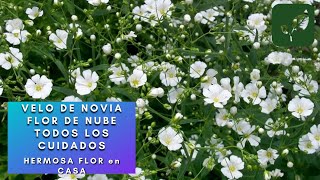 VELO DE NOVIA FLOR de NUBE TODOS SUS CUIDADOS PARA QUE LA TENGAS EN CASA