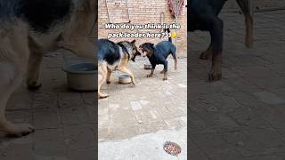 German Shepherd vs. Rottweiler!! Wtf! #dogs #shorts