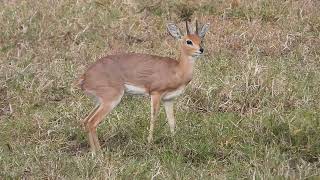 STEENBOK BURY HIS DUNG.