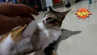 Mimi Funny Cat Video Cute Boxing Day | Kucing Kampung Lucu dan Kocak