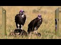 BIRDS OF MASAI MARA