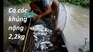 Dở lợp và đổ lú cuối mùa trúng đậm - dở lú được cá cóc khủng 2,2kg