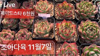 [실시간] 010-6252-5061 택배가능해요 🔺조아다육농장 🔺 제이드스타 6천원 러블리로즈 2천5백원 #신품종다육 소개