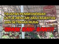 INI TAHAPAN PENGKONDISIAN UNTUK MENENTUKAN SETINGAN PADA MURAI KITA SIMAK BAIK-BAIK!!!