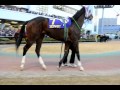 第４７回報知オールスターカップ siii パドック the hochi all star cup gr.3